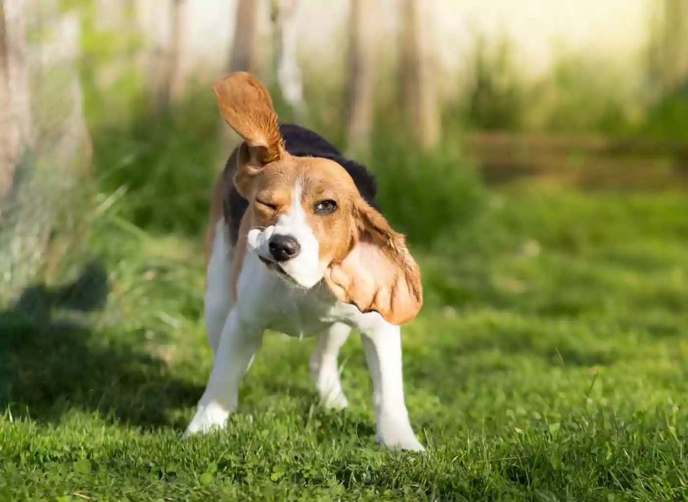 Guide To The Main Causes Of Dog Shaking